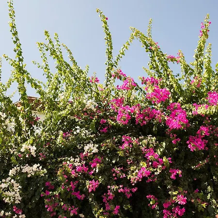 Hotel Karia Princess 4*